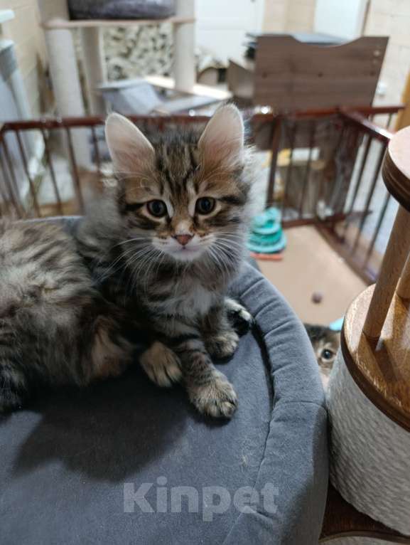 Кошки в Красногорске: Предлагаются к брони шикарные котята курильского бобтейла Мальчик, 60 000 руб. - фото 1