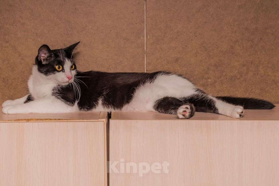 Кошки в Москве: Марусенька, все обязательно будет 🤞🏻❤️‍🩹 Девочка, Бесплатно - фото 4