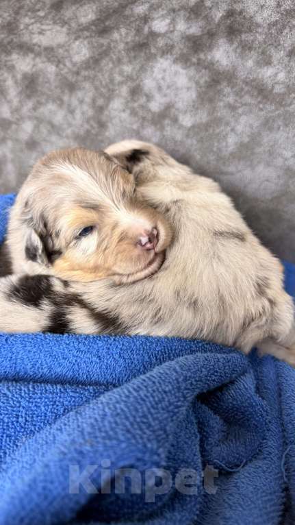 Собаки в Москве: Девочка австралийская овчарки щенок Девочка, Бесплатно - фото 4