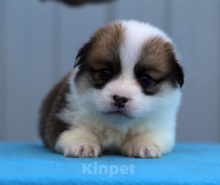 Собаки в Краснодаре: Вельш корги пемброк Девочка, 50 000 руб. - фото 5