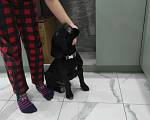 Собаки в Дмитрове: Мальчик метис лабрадор с биглем Мальчик, 1 руб. - фото 2