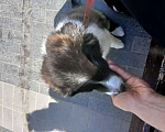 Собаки в Москве: Бордер колли: ласковый перспективный щенок Мальчик, Бесплатно - фото 6