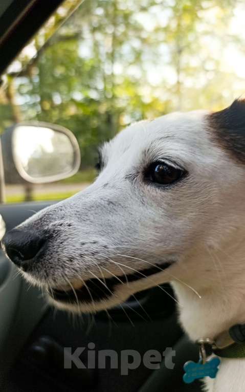 Собаки в Балашихе: Вязка Джек Рассел терьер Мальчик, Бесплатно - фото 5