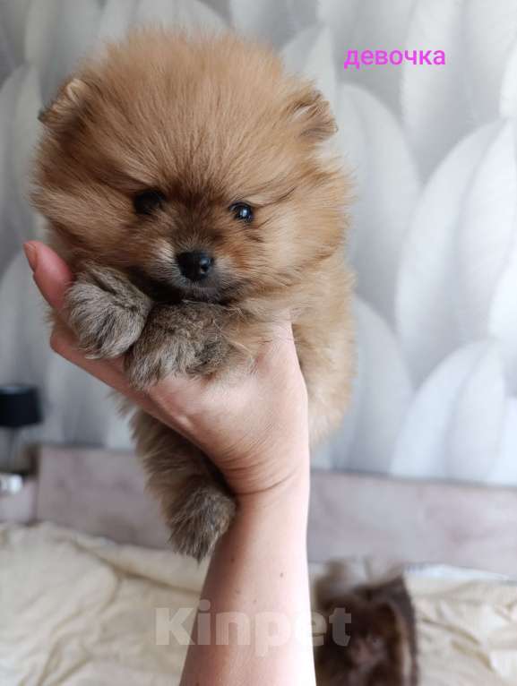 Собаки в Томске: Девочка, кнопочка, рыжулька  Девочка, 40 000 руб. - фото 5