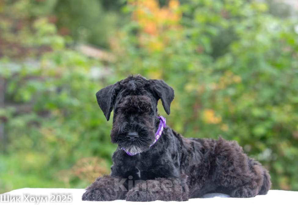 Собаки в Перми: Щенок Керри-Блю-терьера Девочка, 60 000 руб. - фото 1