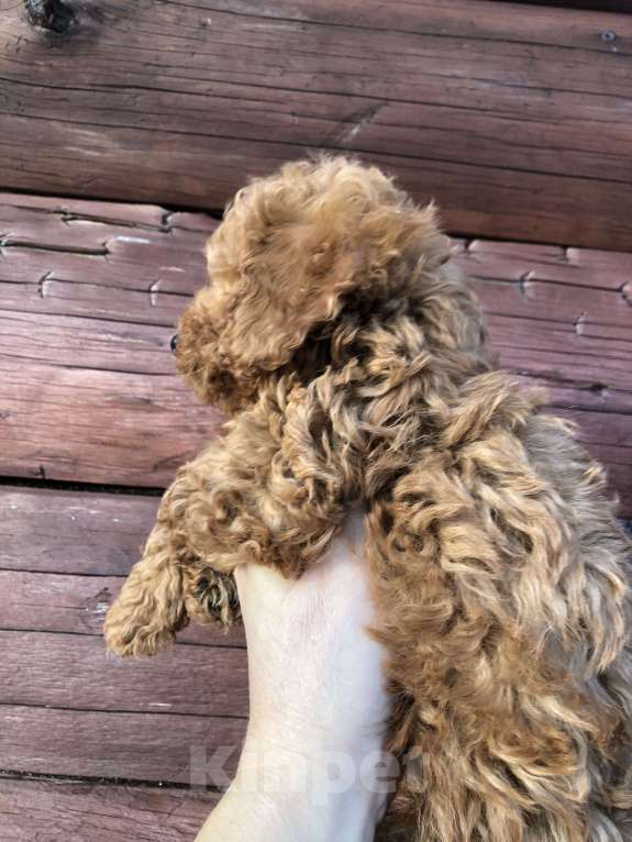 Собаки в других городах Московской области: Пудель Мальчик, 55 000 руб. - фото 2