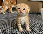 Кошки в Челябинске: Пятый Мальчик, Бесплатно - фото 1