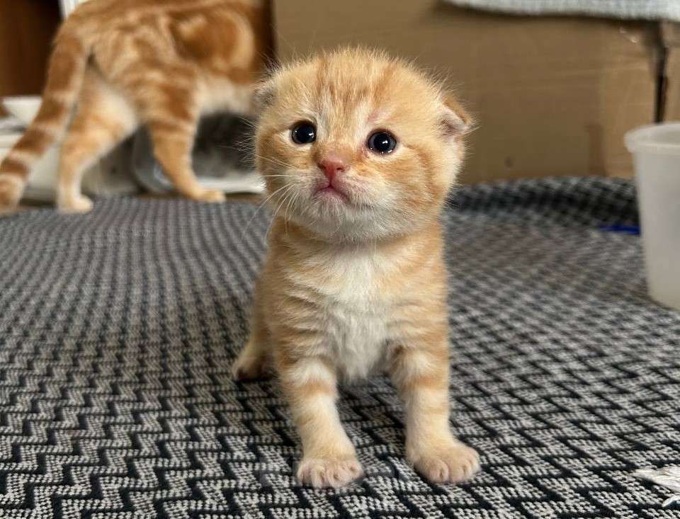 Кошки в Челябинске: Пятый Мальчик, Бесплатно - фото 1