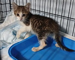 Кошки в Москве: Котенок Джеймс Бонд ищет дом Мальчик, Бесплатно - фото 9