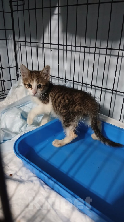 Кошки в Москве: Котенок Джеймс Бонд ищет дом Мальчик, Бесплатно - фото 9