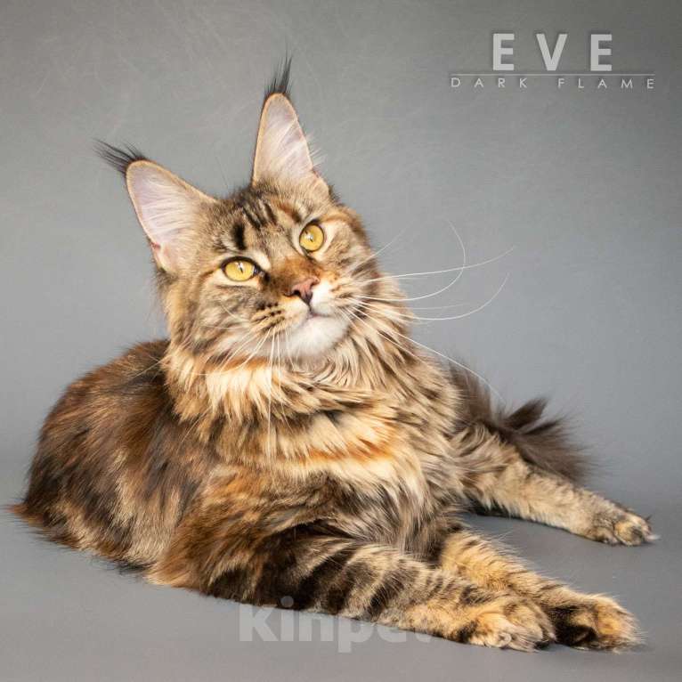 Кошки в других городах Воронежской области: Ева — мраморное чудо с шелковым характером Девочка, 50 000 руб. - фото 3