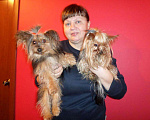 Собаки в Санкт-Петербурге: ЙОРК 1,7 КГ. ВЯЗКА ИНСТРУКТОР, 3 000 руб. - фото 3