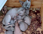 Кошки в Коломне: Котята Канадского сфинкса, 8 000 руб. - фото 1