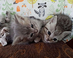 Кошки в Брянске: Котята, 50 руб. - фото 1