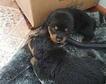 Собаки в Нефтекумске: Щенки ротвейлера продажа  Мальчик, 8 000 руб. - фото 2