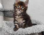 Кошки в Тюмени: Котята Мейн-Кун с документами Мальчик, 50 000 руб. - фото 2