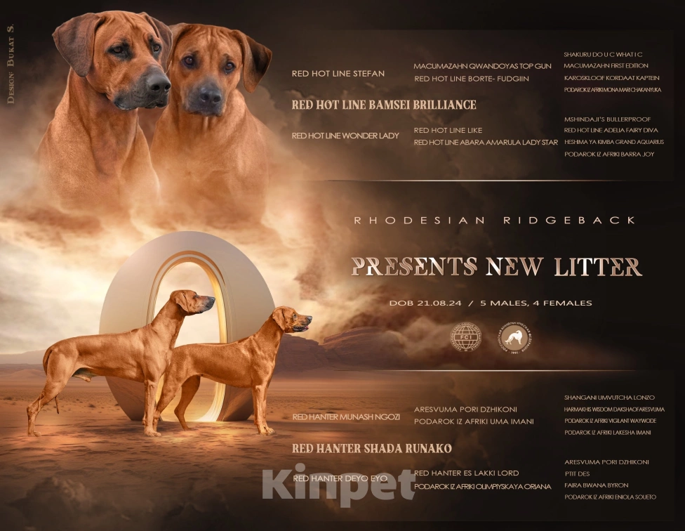 Собаки в Кумертау: Родезийский риджбек щенок Мальчик, Бесплатно - фото 3