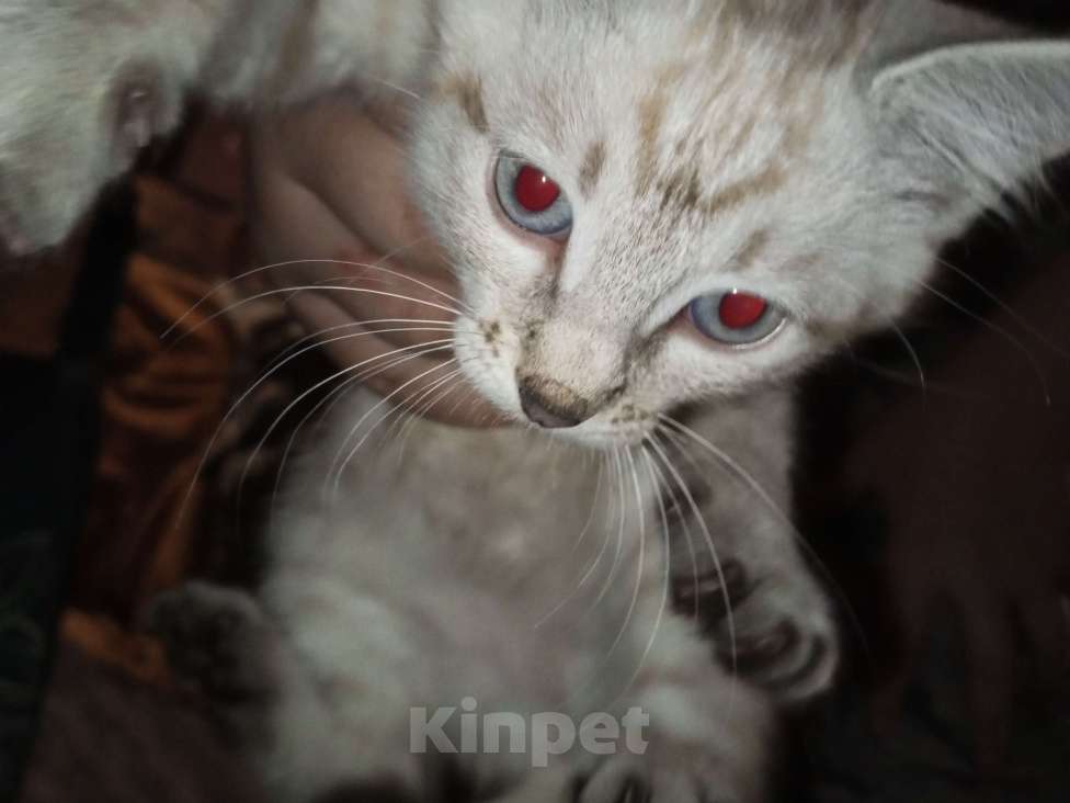 Кошки в Иркутске: Обалденный котик для понимающих Мальчик, Бесплатно - фото 2