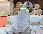 Собаки в Симферополе: Голубой мальчик щенок Мальчик, 60 000 руб. - фото 6
