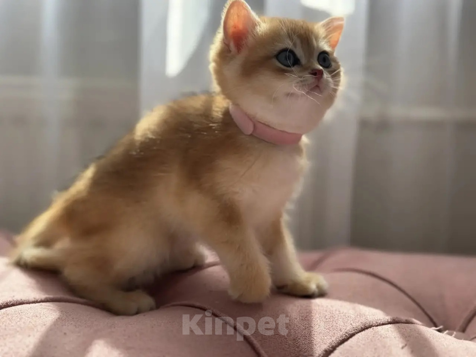 Кошки в Москве: Шотландские котята Разнополые, 25 000 руб. - фото 4