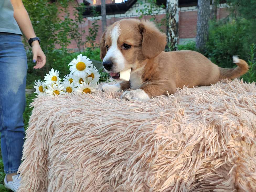 Собаки в Екатеринбурге: Щенки Корги Кардиган  Девочка, Бесплатно - фото 3