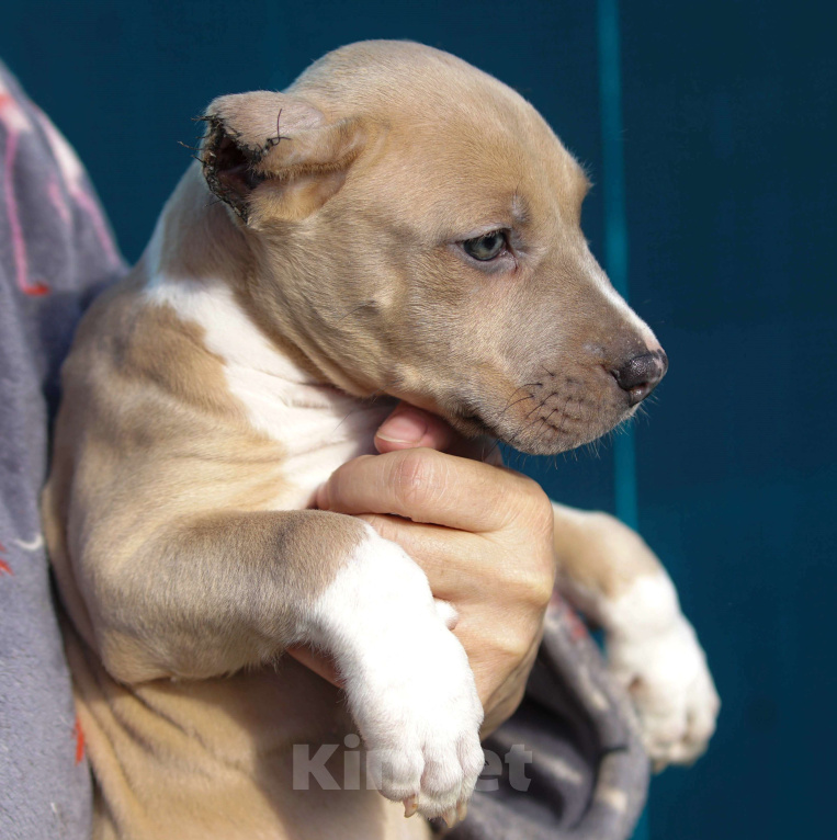 Собаки в Санкт-Петербурге: Щенок Прайтер Мальчик, 60 000 руб. - фото 3