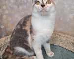 Кошки в Москве: Голубо-кремовая трехцветная кошка в добрые руки Девочка, Бесплатно - фото 2