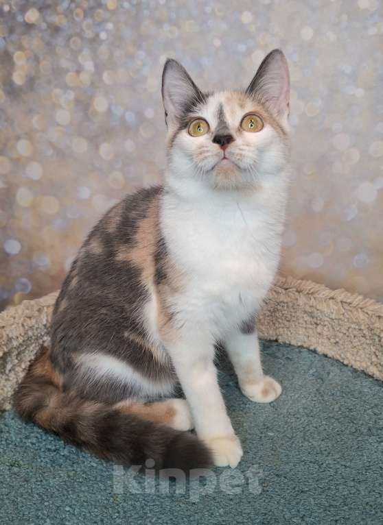 Кошки в Москве: Голубо-кремовая трехцветная кошка в добрые руки Девочка, Бесплатно - фото 2