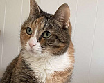 Кошки в Санкт-Петербурге: Кошка ищет дом Девочка, Бесплатно - фото 3