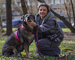 Собаки в Москве: Дуся ищет дом Девочка, Бесплатно - фото 4