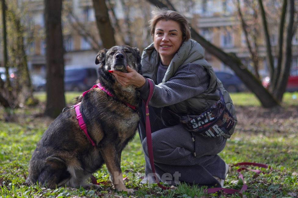 Собаки в Москве: Дуся ищет дом Девочка, Бесплатно - фото 4