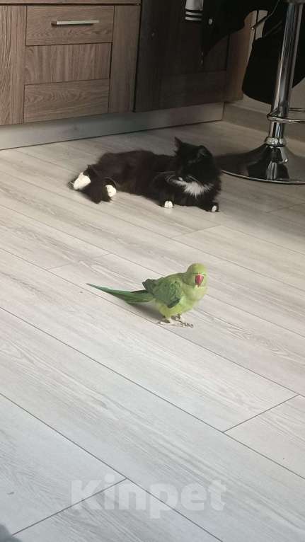 Кошки в Королеве: Молодая кошка, на вязку. Девочка всего 3 годика.  Девочка, Бесплатно - фото 2