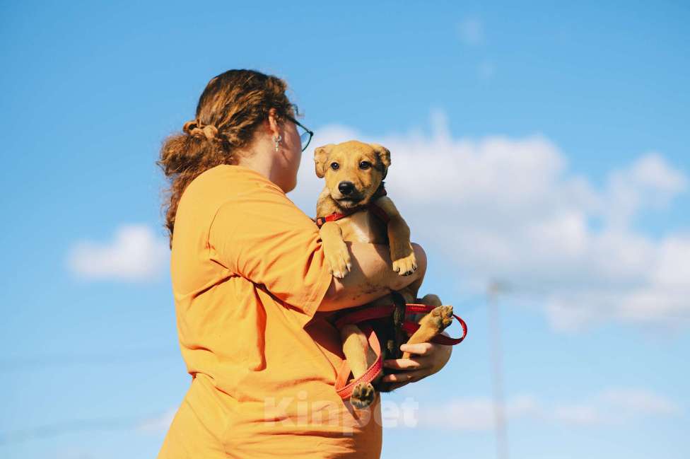 Собаки в Москве: Хурма Девочка, Бесплатно - фото 5