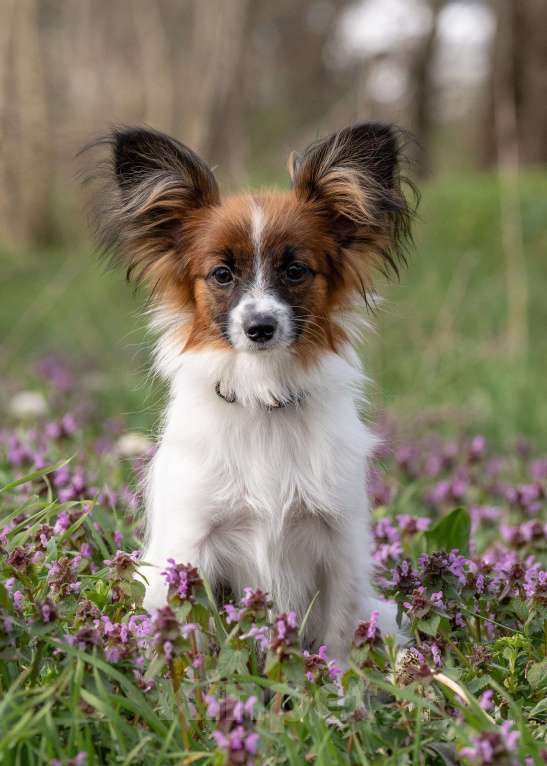 Собаки в Новороссийске: Продам щенка папийона (папильона) Мальчик, 60 000 руб. - фото 5
