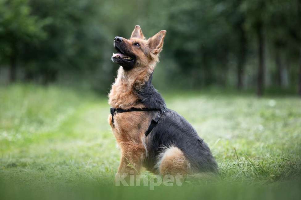 Собаки в Москве: Кира Девочка, Бесплатно - фото 3