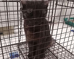 Кошки в Красноярске: Кошечка хищница Девочка, Бесплатно - фото 3