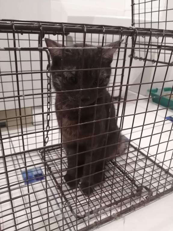 Кошки в Красноярске: Кошечка хищница Девочка, Бесплатно - фото 3