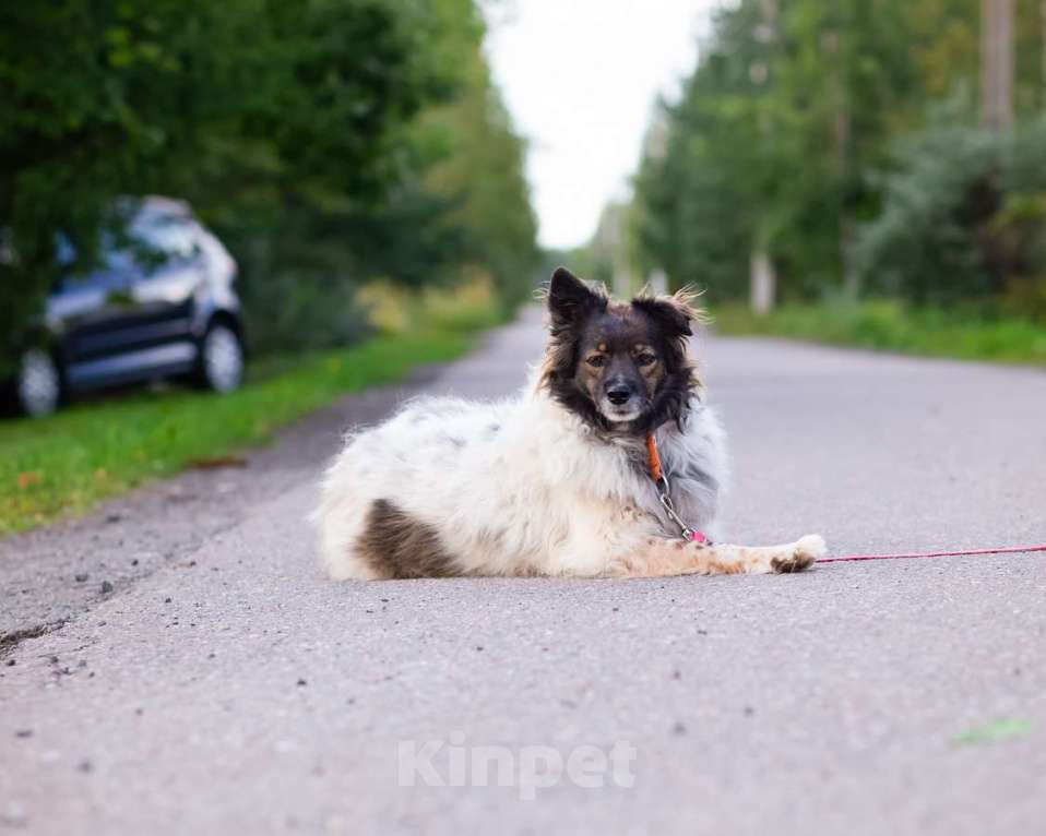 Собаки в Санкт-Петербурге: Хорошенькая диванная собачка Девочка, Бесплатно - фото 3