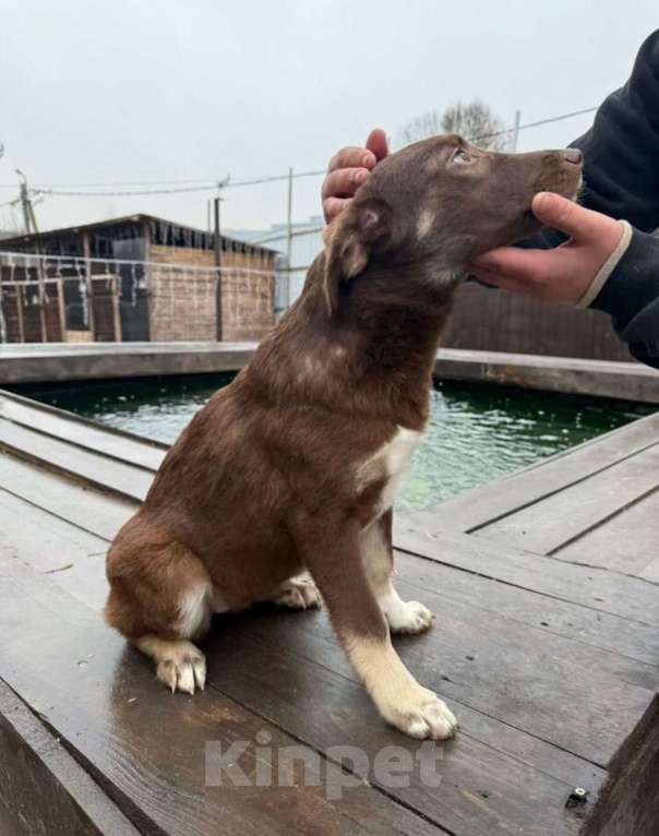 Собаки в других городах Владимирской области: Малыш Мартин в добрые руки Мальчик, Бесплатно - фото 3