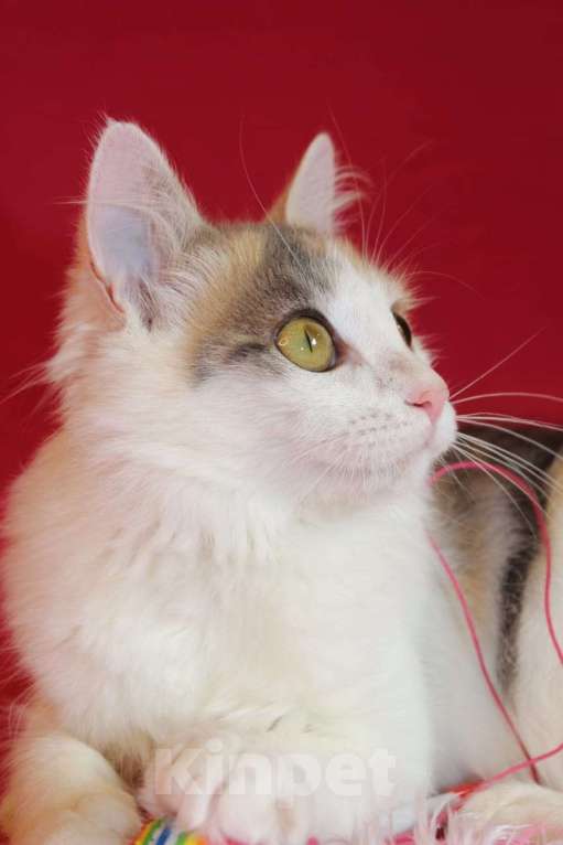 Кошки в Москве: Пушистый трехцветный котёнок Мила в добрые руки Девочка, 1 руб. - фото 3