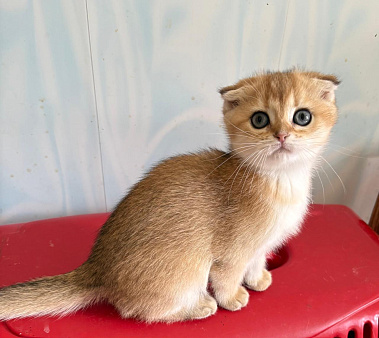 Кошечка скоттиш фолд золотого окраса