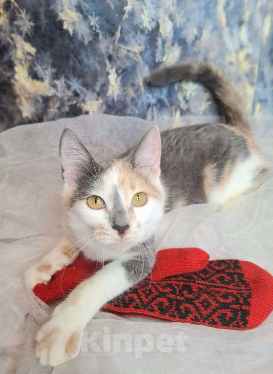 Кошки в Москве: Голубокремовый котёнок в добрые руки  Девочка, Бесплатно - фото 1