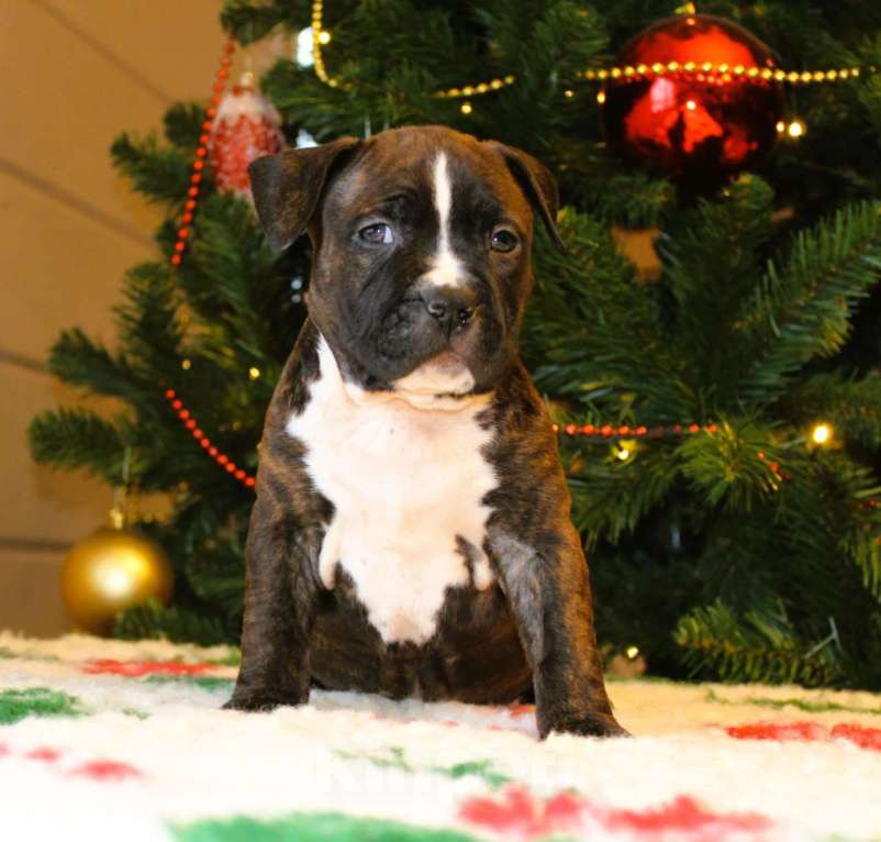 Собаки в других городах Московской области: Мальчик амстафф Мальчик, 60 000 руб. - фото 4