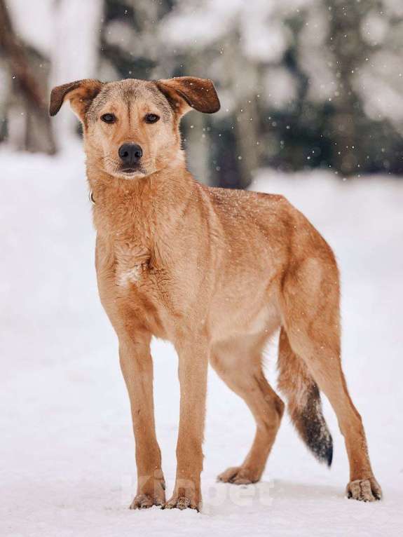 Собаки в Наро-Фоминске: Ярик якутенок Мальчик, Бесплатно - фото 1