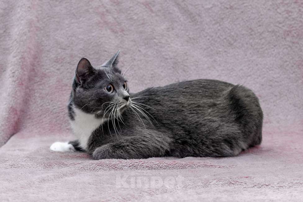 Кошки в Москве: кошка Жемчужина ищет дом Девочка, Бесплатно - фото 3