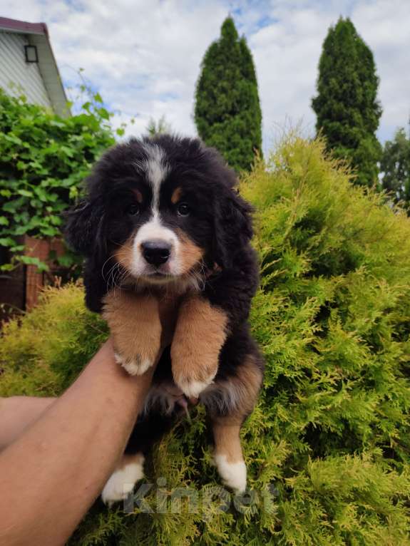 Собаки в других городах Московской области: Щенки бернского зенненхунда  Девочка, 55 000 руб. - фото 2