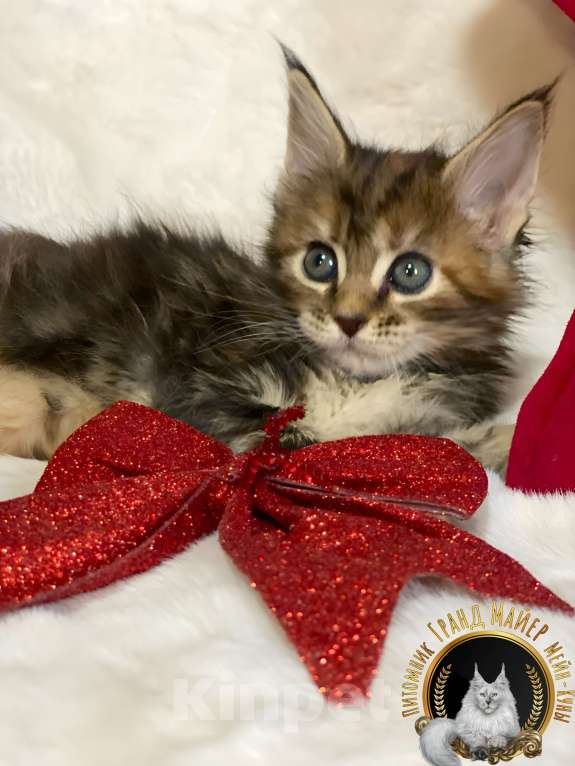 Кошки в Москве: Продаются чистопородные котята Мейн-Кун Девочка, 50 000 руб. - фото 4