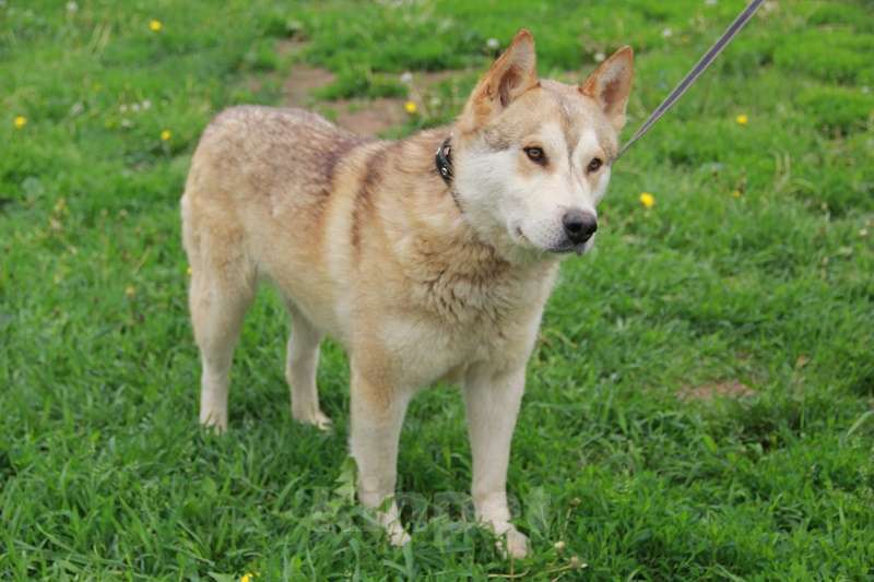 Собаки в Москве: Иртыш. Метис хаски Мальчик, 1 руб. - фото 2