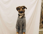 Собаки в Москве: Саломон ищет дом Мальчик, Бесплатно - фото 1