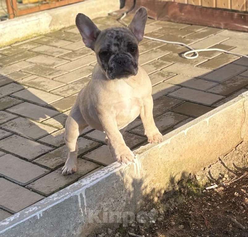 Собаки в Севастополе: Щенок французского бульдога Девочка, 50 000 руб. - фото 2